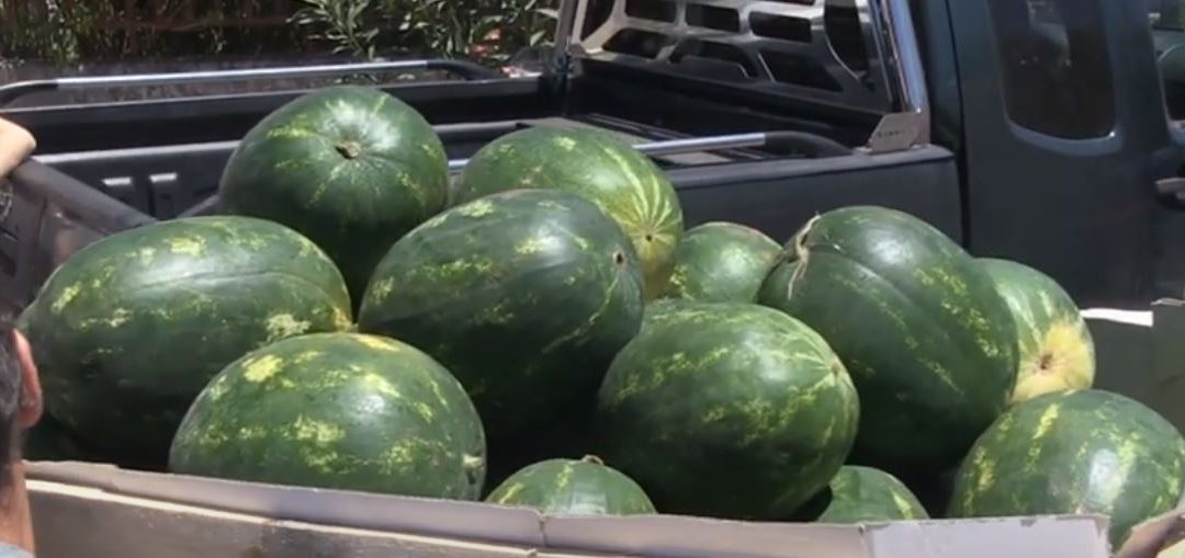 5 τόνους καρπούζι θα μοιράσει ο Σύλλογος Τριτέκνων Μεσσηνίας