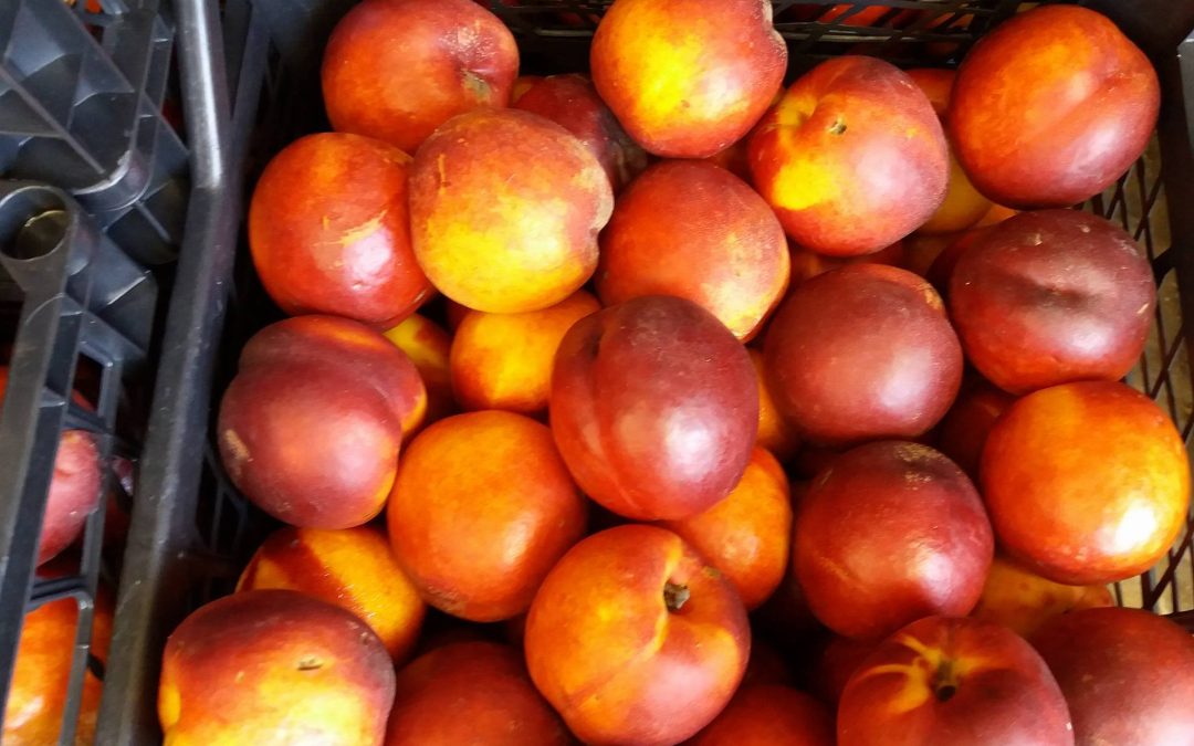 Σύλλογος Τριτέκνων Μεσσηνίας: Διανομή 20 τόνων φρούτων